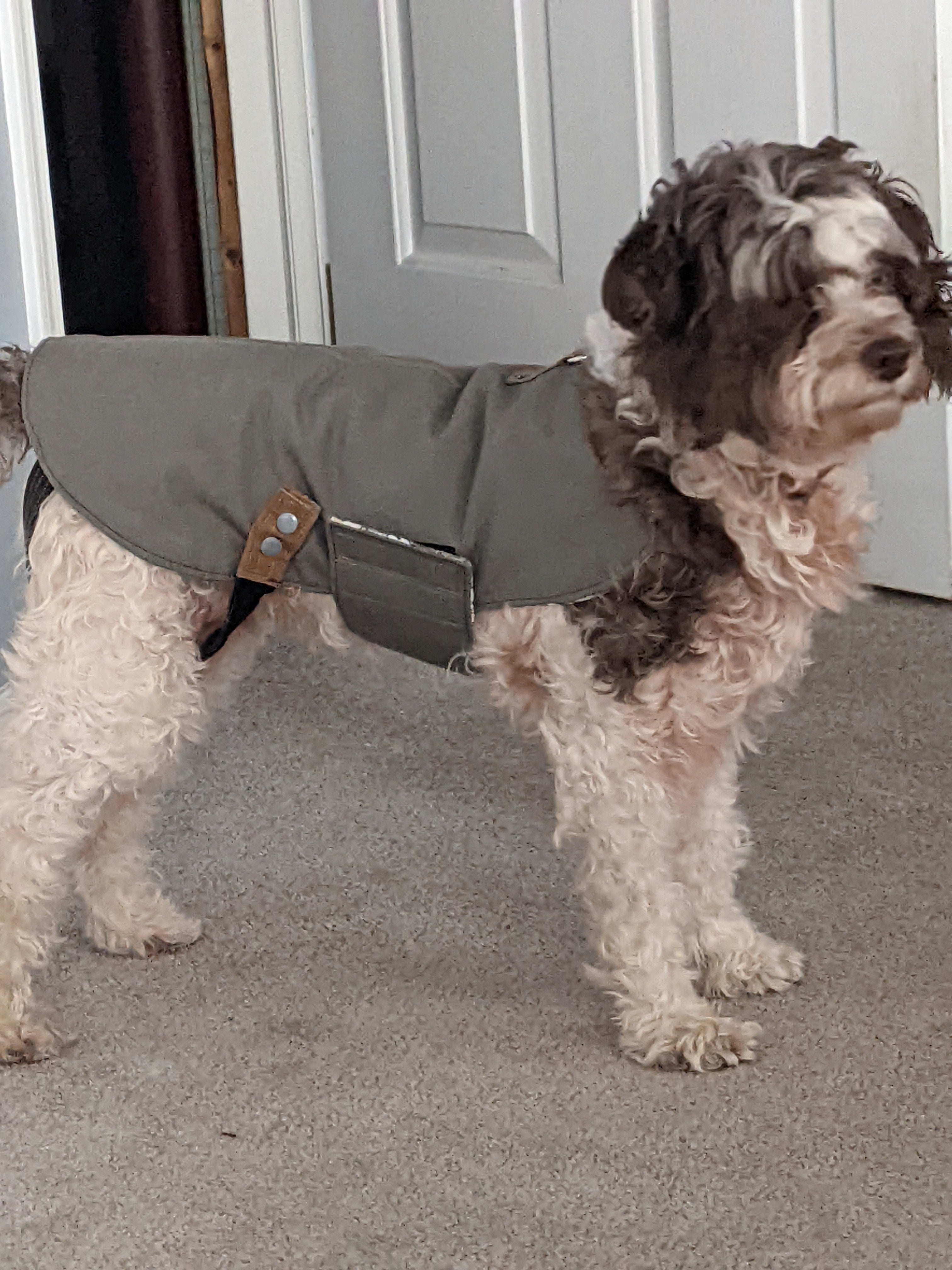 Custom dog jackets best sale